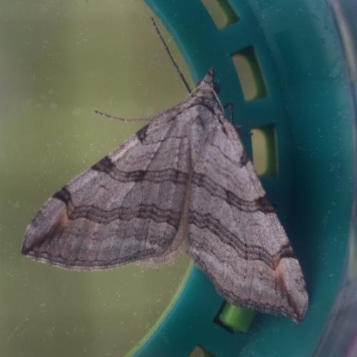 Réf. 349 795 : Aplocera plagiata